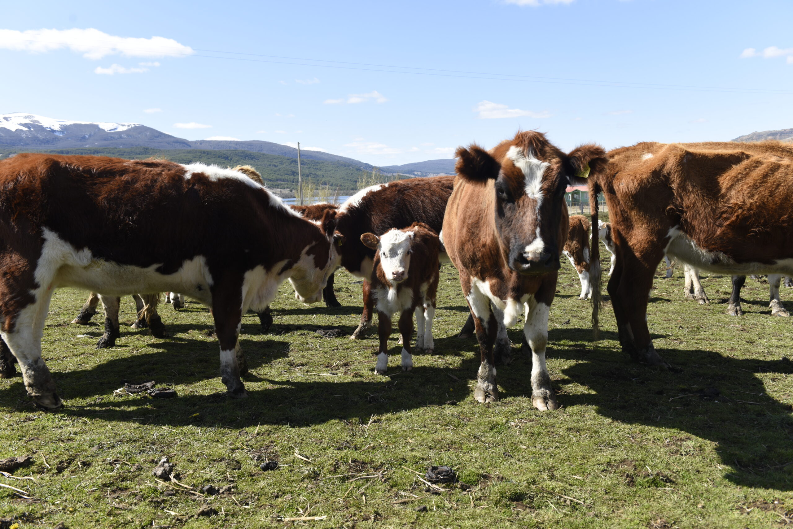 vacas